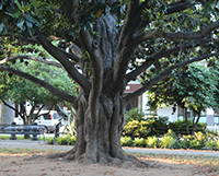 Capital Mall Tree Thumb