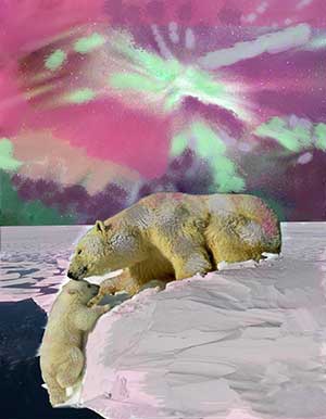 Polar Bear