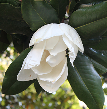 Tree Flower